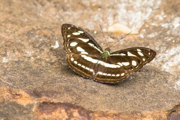 Neptis hylas kamarupa Upper wings Black wing surface with white longitudinal stripes