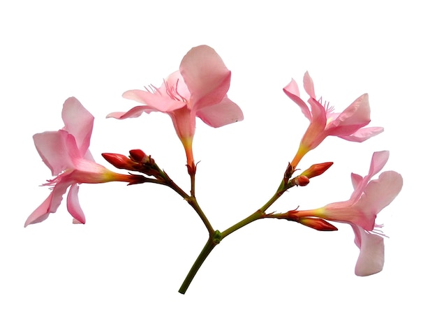 Nerium Oleander flower isolated on white background