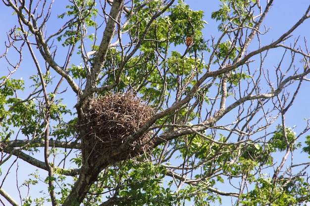 nest of birds in spring