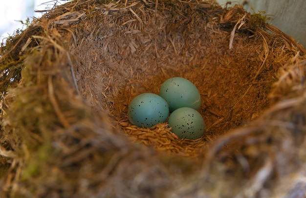 The nest of the Blackbird with three blue eggs