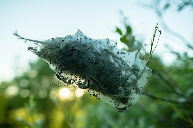 Nest of cobwebs with caterpillars on a bush branch against a blurred sky background