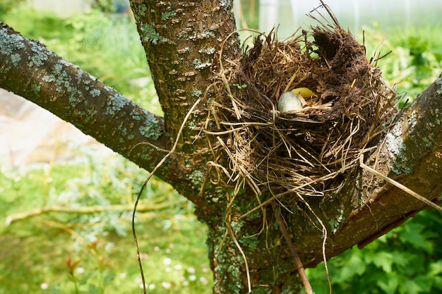 A nest of a wild little bird with a blue egg inside