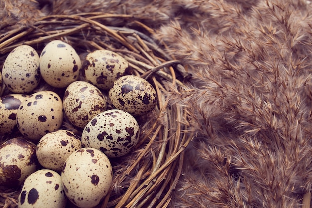 Nest with eggs of quails