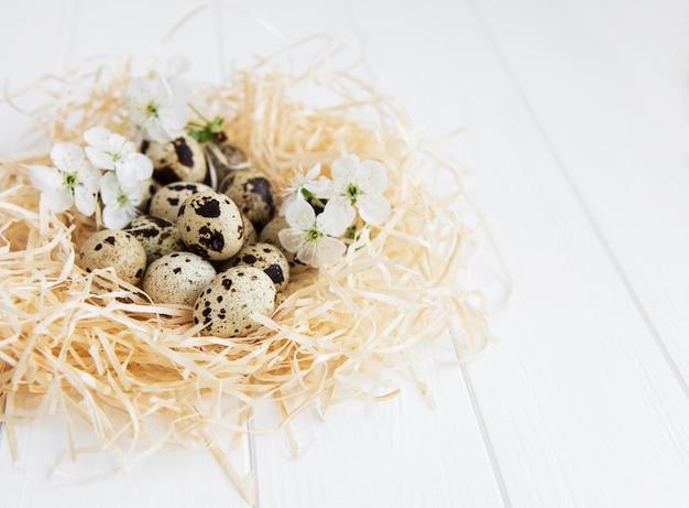 Photo nest with quail eggs