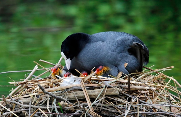 Nesting coots with their chicks on a lake