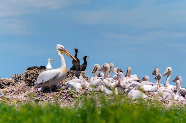 Nestlings of dalmatian pelican or pelecanus crispus