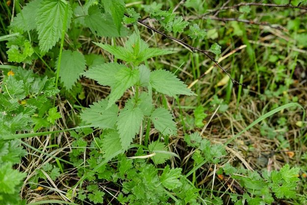 Nettle closeup grows among the grass useful plant