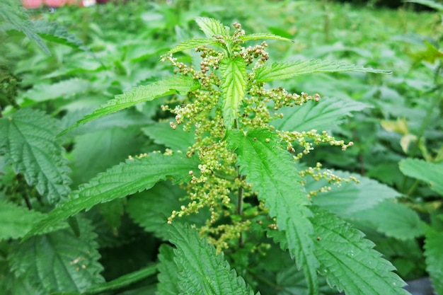 Nettle dioecious flowering male specimen