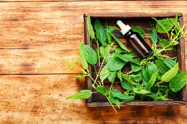 Nettle extract in bottle and fresh nettle leaves.Stinging nettles