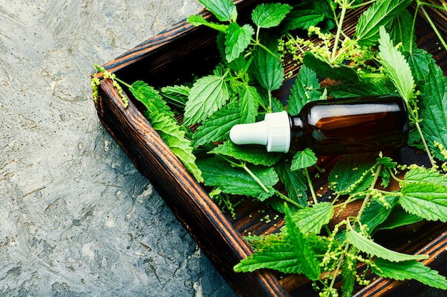 Nettle extract in bottle and fresh nettle leaves.Stinging nettles