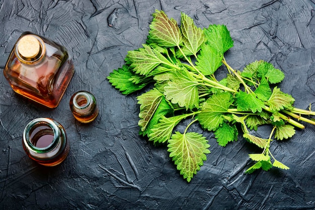 Nettle extract in bottle.Natural herbal cosmetics.Nettle leaves.Urtica dioica or stinging nettle