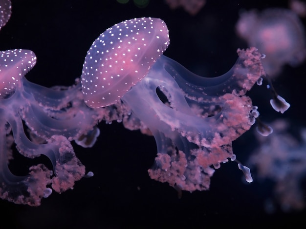 Nettle jellyfish coelenterates