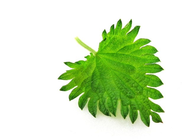 Nettle leaf on white background isolated