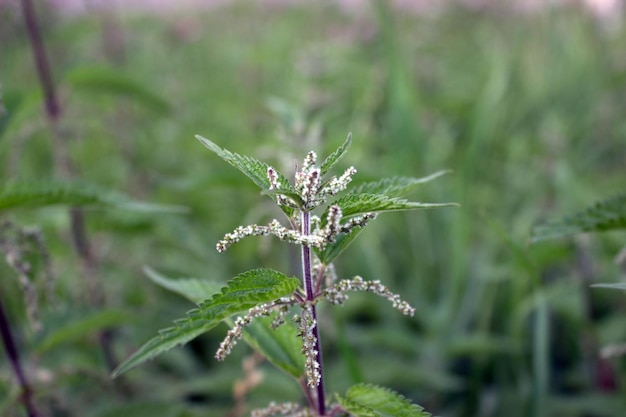 Nettle thickets on top natural green background