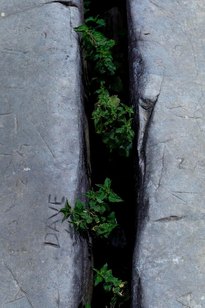 Nettles growing out of a gap in some rocks