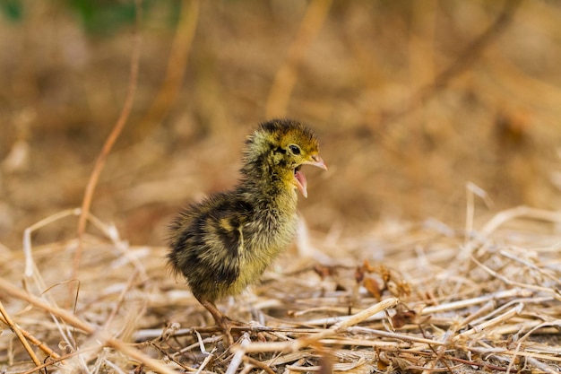 new born baby chick common quail on the wildlife