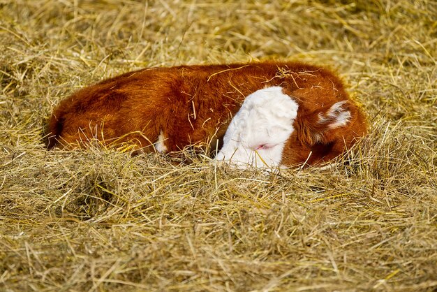 Photo new born calf of chandler herefords cow breed sleeping under spring sut at field a baby cow sleeping on hay