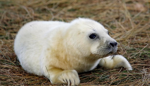 New born grey seals relaxing on the beach