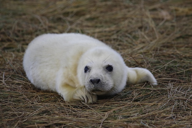 New born grey seals relaxing on the beach