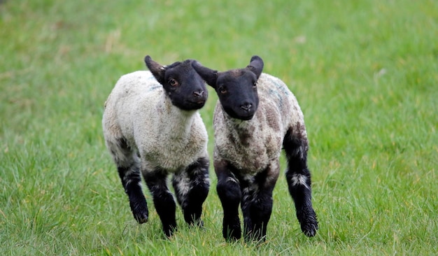 New born lambs playing in a meadow