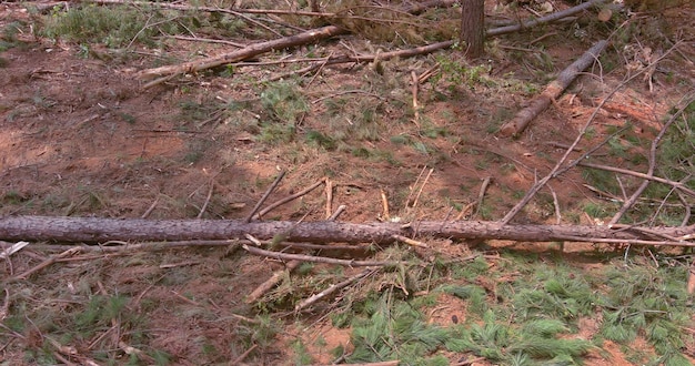 A new complex property needed to be built with the deforestation of forests followed by the removal up of tree stumps and roots