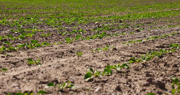 a new crop of beets in the field