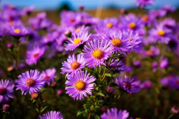 Photo new england aster wildflower beauty in a meadow field with purple bloom