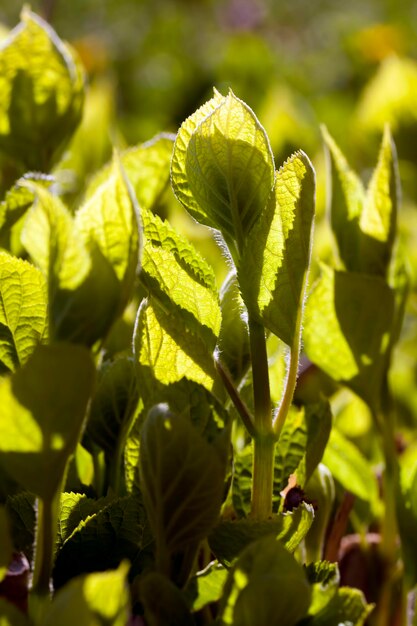 New foliage on the shrubs in spring, the sun shines through the young foliage on the shrubs in the spring season