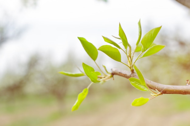 New green leaves on a trees in spring