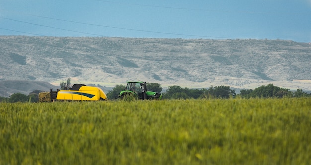 New Holland combine harvester working on a wheat field on a clear day