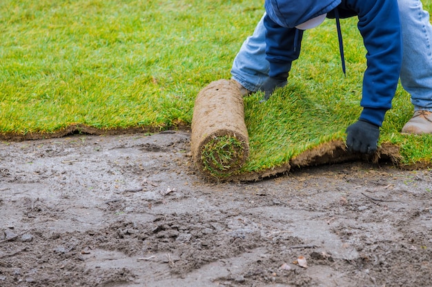 New lawn rolls of fresh grass turf ready to be used for gardening