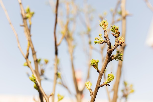 New Life concept with seedling growing sprout from old trees Symbol of new beginning