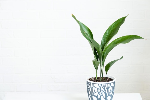 A new sprout of aspidistra closeup A houseplant with stiff leaves and growing out of the ground