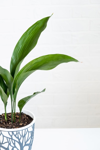 A new sprout of aspidistra closeup A houseplant with stiff leaves and growing out of the ground