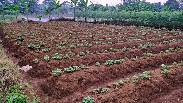 new sweet potato garden planted on plantation