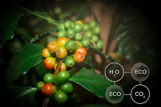 New technology to scientifically test coffee beans to protect the global environment from plants and a fresh atmosphere