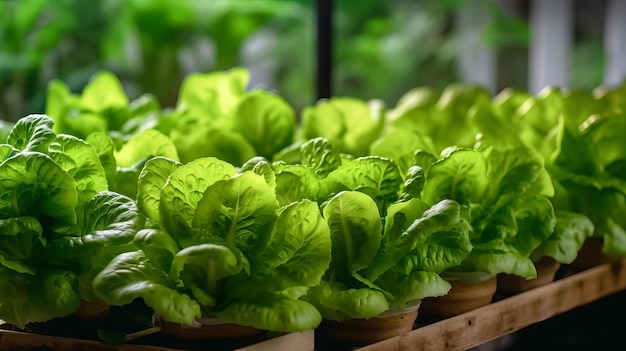 New vegetable hydroponic systemOrganic vegetables serving of mixed greens developing plant hydroponic AI Generated