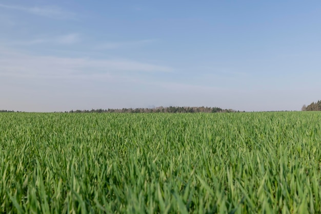 a new wheat crop in the spring season new sprouts of green wheat in sunny weather