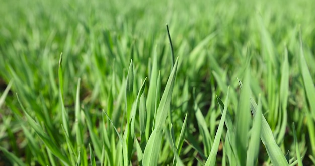 a new wheat crop in the spring season