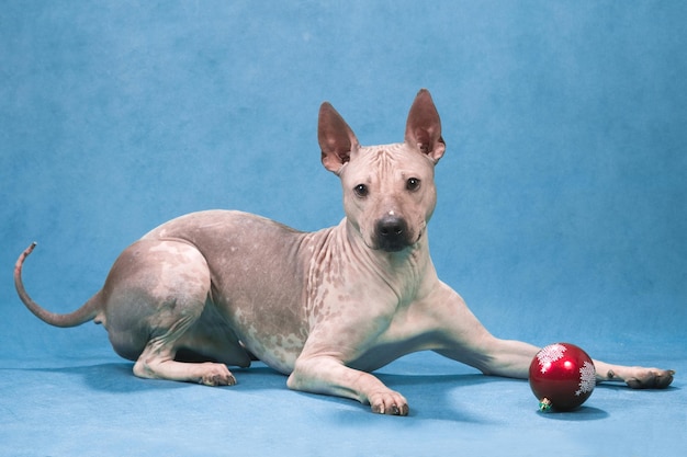 New Year American hairless terrier lays on blue