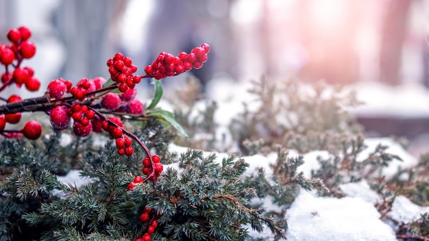 New Year and Christmas decoration with snowcovered spruce branches and red viburnum berries on the street in the city park in sunny weather