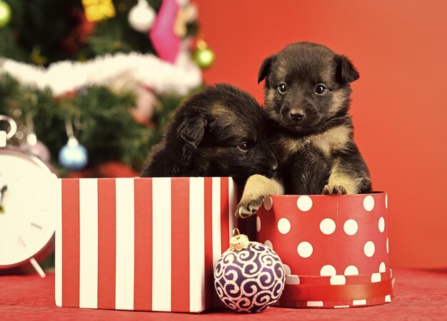 New year, cute puppy gift at clock.