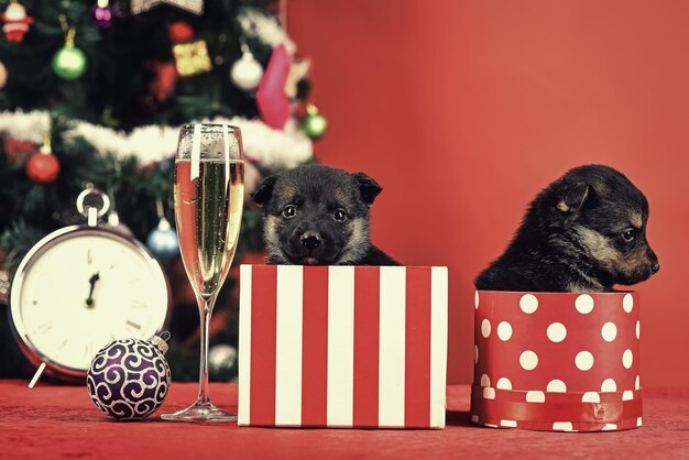 New year of dog, puppy in present christmas box