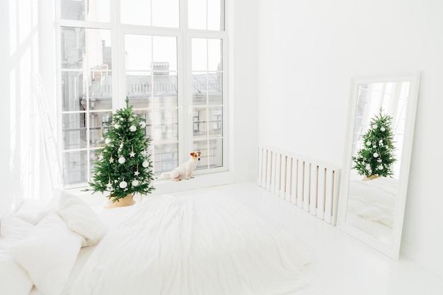 New Year interior Spacious white bedroom with bed decorated Christmas tree mirror and jack russell terrier dog on windowsill Pet waits for Santa Claus