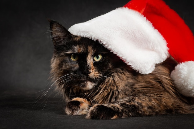 New Year maine coon cat dressed in red and white santa hat