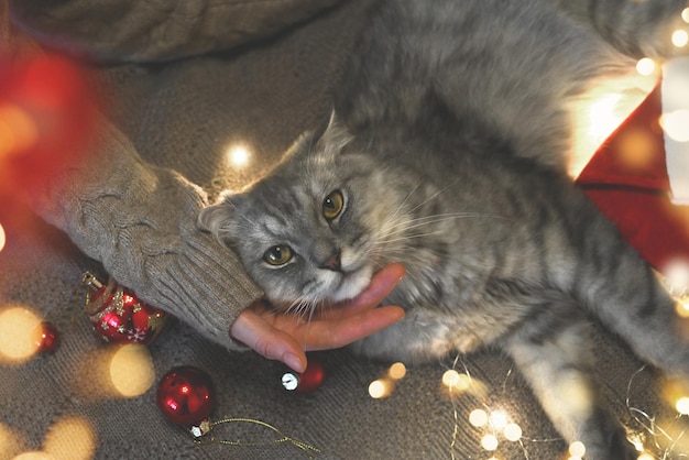 A New Years cat lies next to a woman in a sweater in garlands and lights on a warm knitted blanket