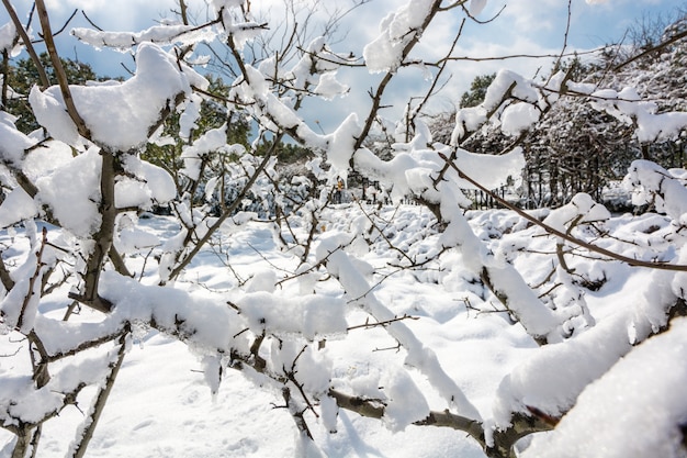 New York City Central Park in snow