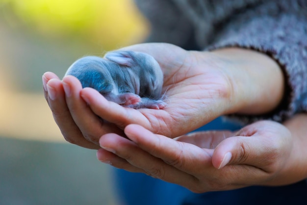 Newborn baby holland lop bunny in woman hands Woman holding tiny bunny in hand with tenderness and love People take care a pet New life of animal