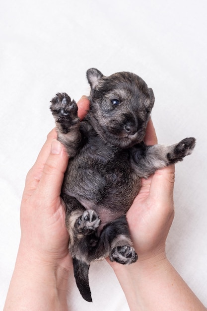 A newborn blind miniature Schnauzer puppy lying in the doctor's arms The puppy is being examined by a veterinarian