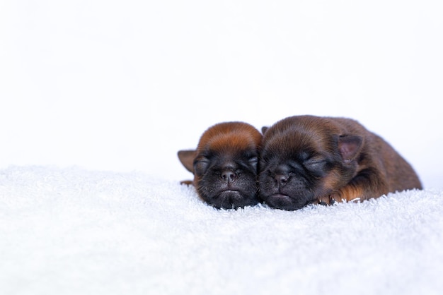 Newborn Brussels Griffon Sleeping on top of each other High quality photo